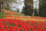 Deep Dream - Tulpen (3)